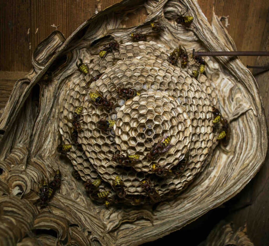 wasp nest