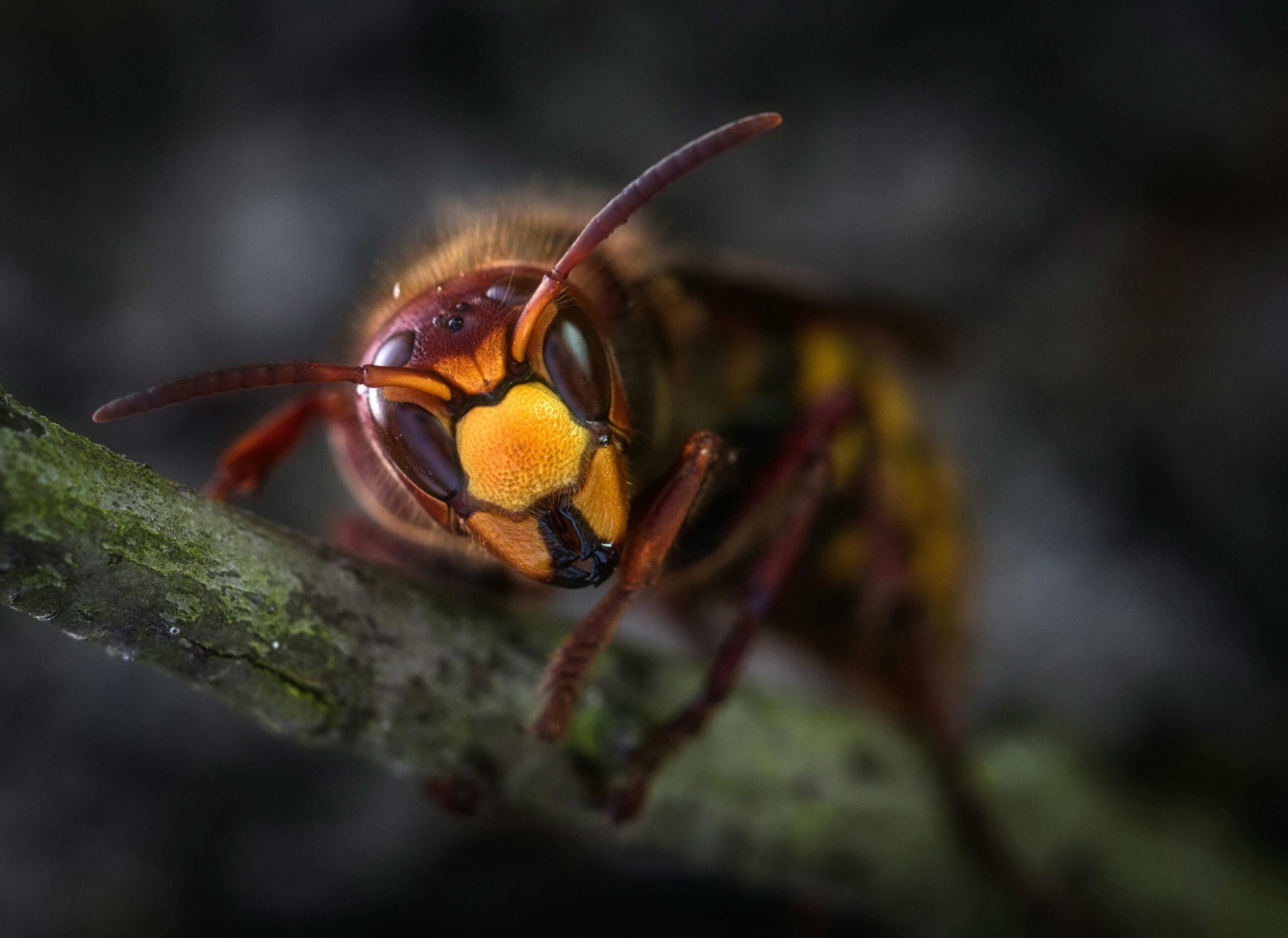 wasp looking